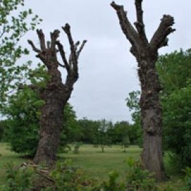 200x200-urban-rural-landscapes-case-study-monolithed-elms3