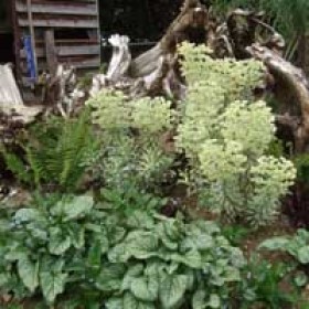 200x200-urban-rural-landscapes-case-study-stumpery6
