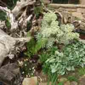 200x200-urban-rural-landscapes-case-study-stumpery7