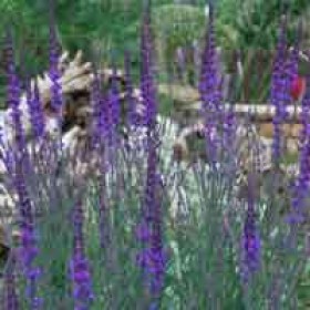 200x200-urban-rural-landscapes-case-study-stumpery8