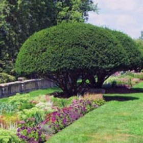 200x200-urban-rural-landscapes-hedge-scape